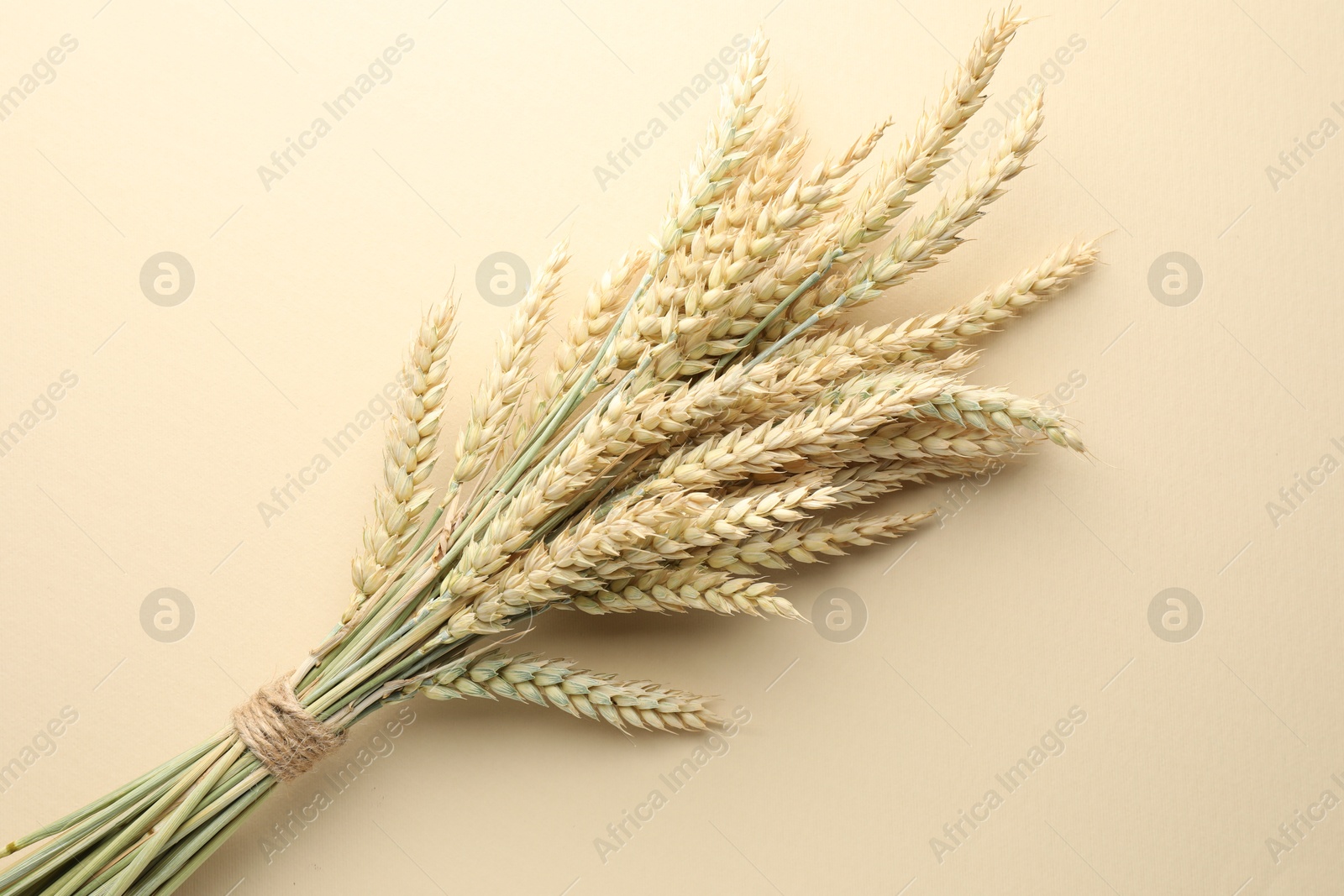 Photo of Bunch of wheat spikes on beige background, top view