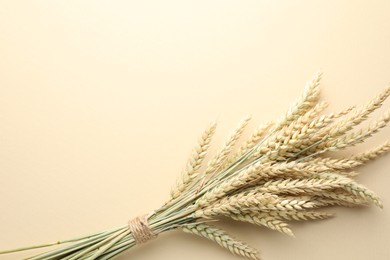 Photo of Bunch of wheat spikes on beige background, top view. Space for text