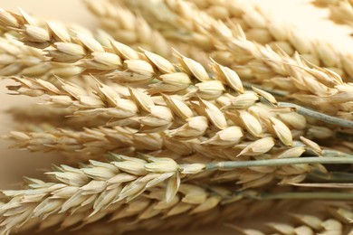Photo of Many wheat spikes on beige background, closeup