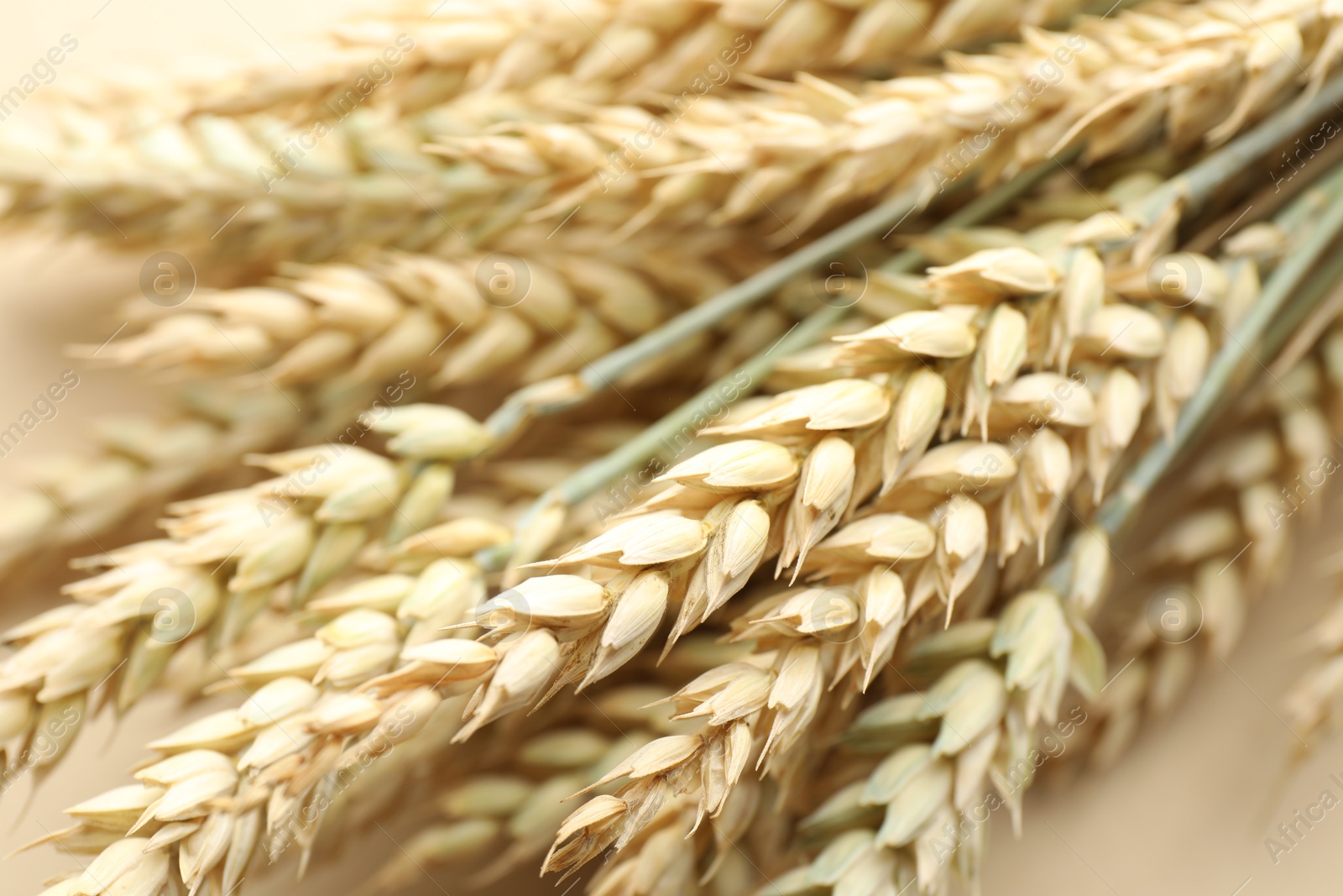 Many wheat spikes on beige background, closeup Photo of Many wheat spikes on beige background, closeup