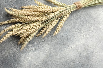 Photo of Bunch of wheat spikes on grey textured table, top view. Space for text