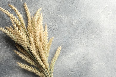 Photo of Many wheat spikes on grey textured table, top view. Space for text