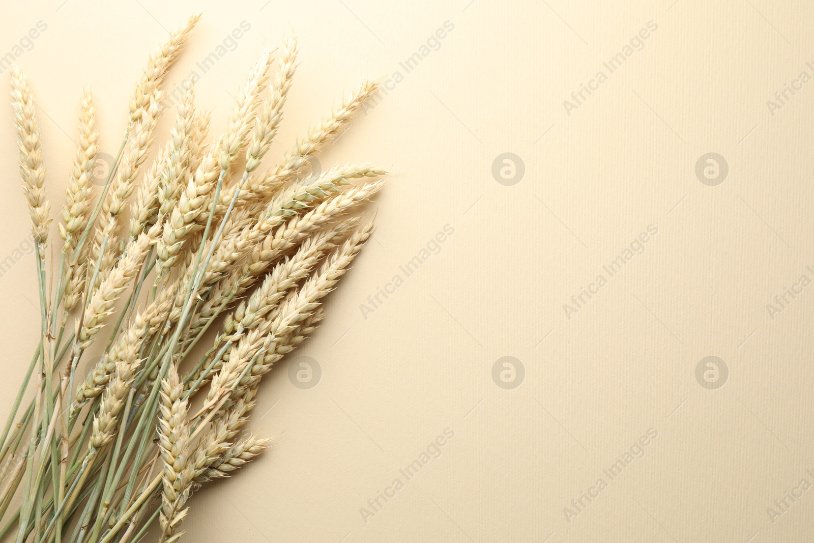 Many wheat spikes on beige background, flat lay. Space for text Photo of Many wheat spikes on beige background, flat lay. Space for text