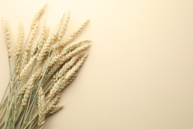 Photo of Many wheat spikes on beige background, flat lay. Space for text