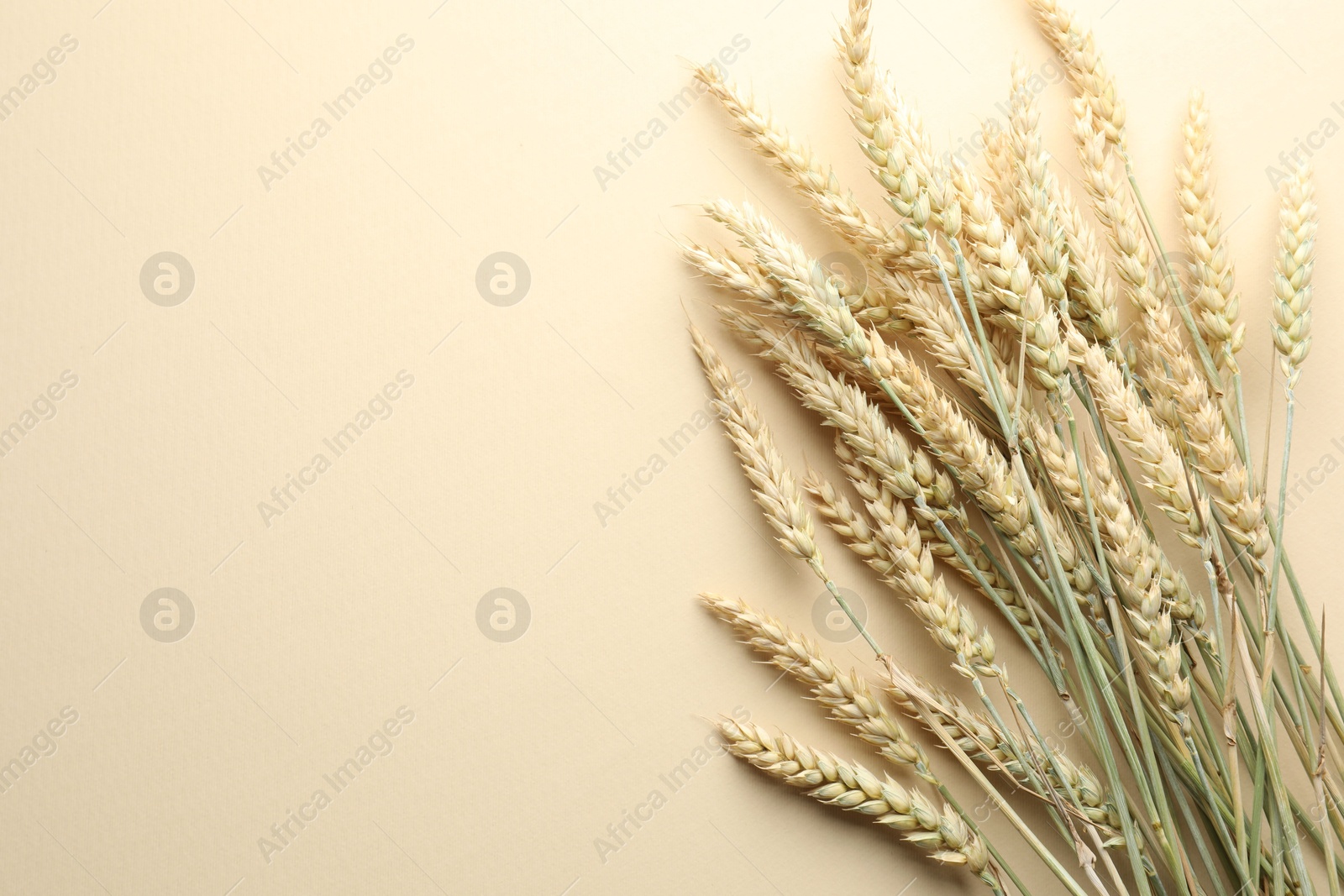 Photo of Many wheat spikes on beige background, flat lay. Space for text