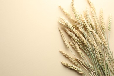 Photo of Many wheat spikes on beige background, flat lay. Space for text