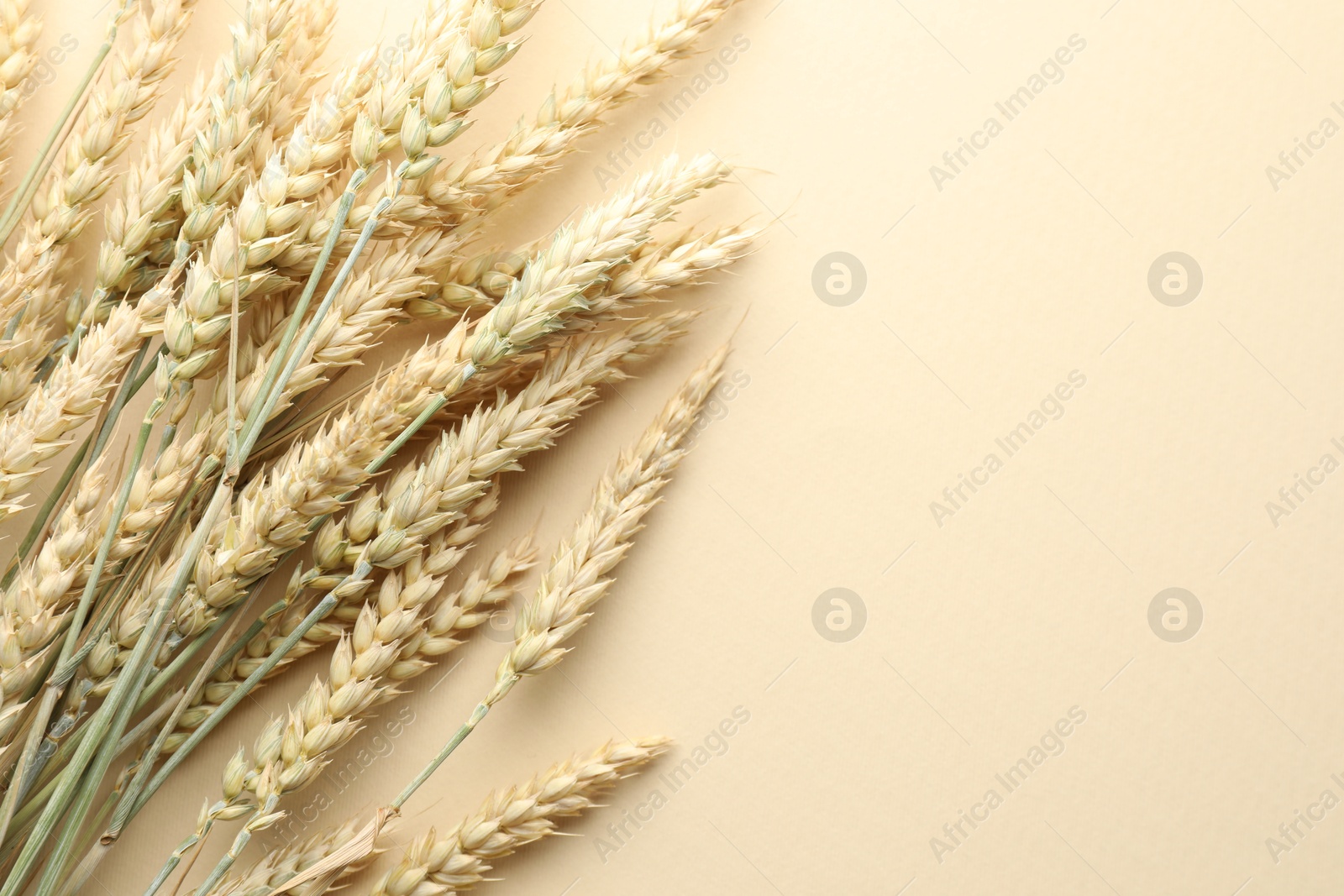Photo of Many wheat spikes on beige background, flat lay. Space for text
