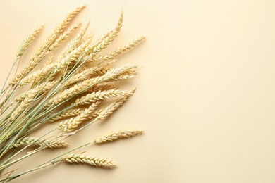 Photo of Many wheat spikes on beige background, flat lay. Space for text