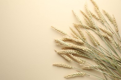 Photo of Many wheat spikes on beige background, flat lay. Space for text