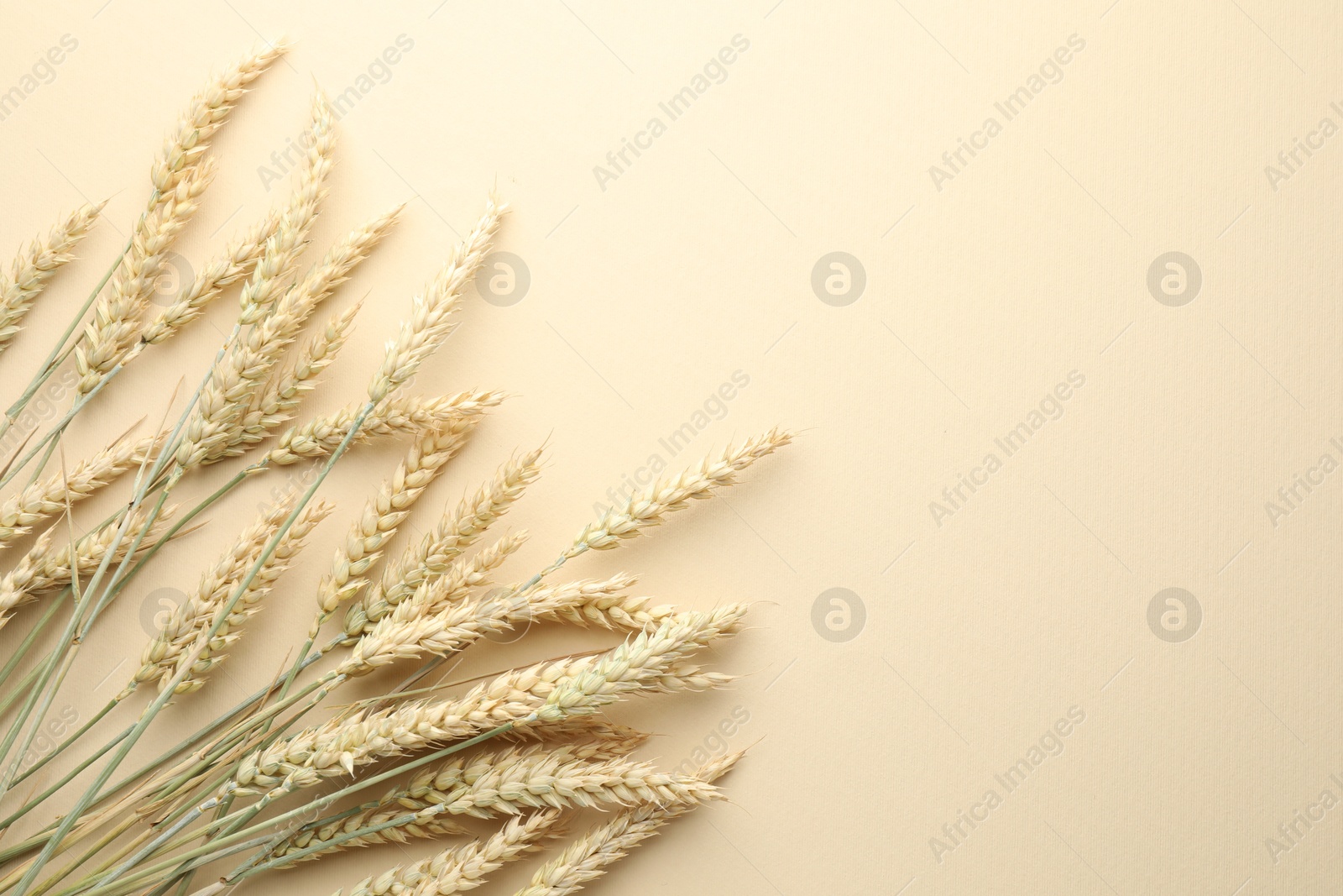 Many wheat spikes on beige background, flat lay. Space for text Photo of Many wheat spikes on beige background, flat lay. Space for text