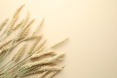 Photo of Many wheat spikes on beige background, flat lay. Space for text