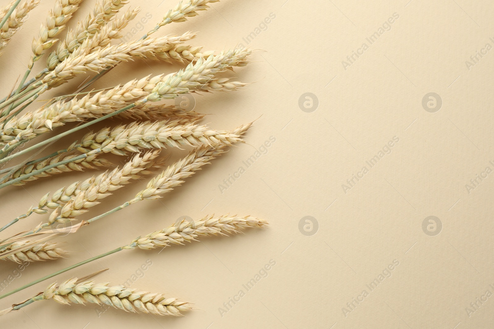 Photo of Many wheat spikes on beige background, flat lay. Space for text
