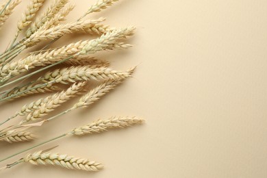 Photo of Many wheat spikes on beige background, flat lay. Space for text