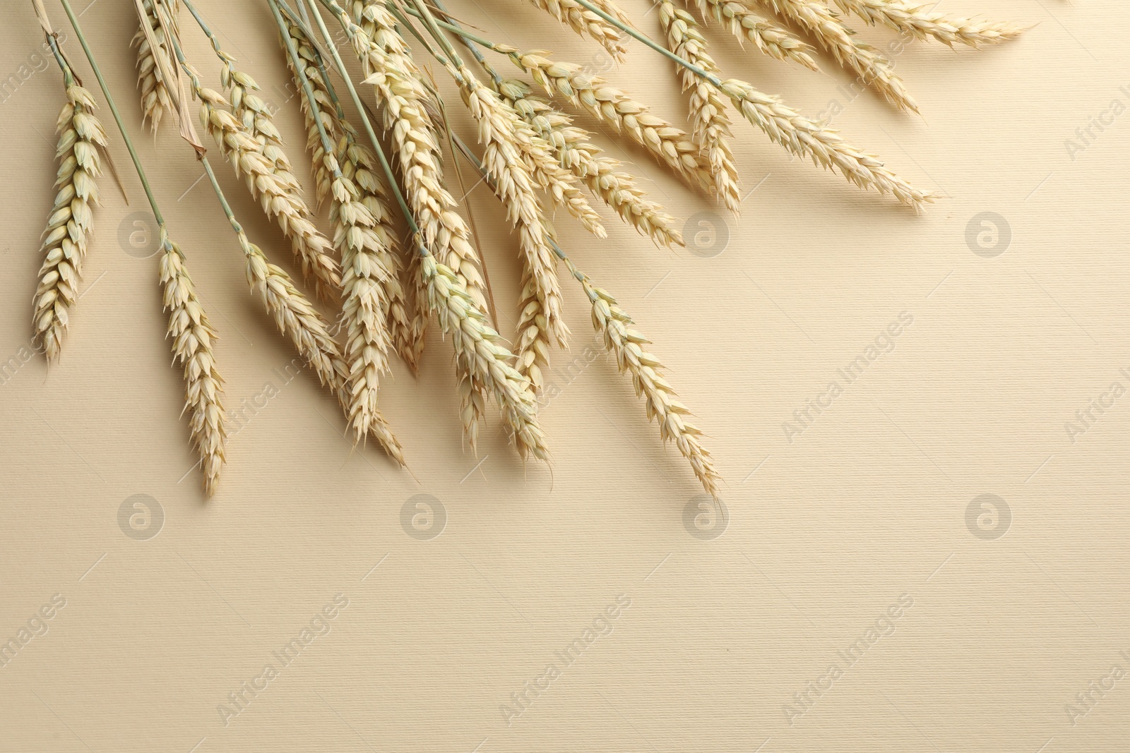 Photo of Many wheat spikes on beige background, flat lay. Space for text