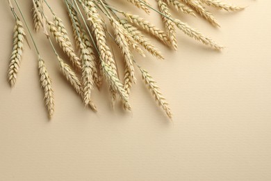Photo of Many wheat spikes on beige background, flat lay. Space for text