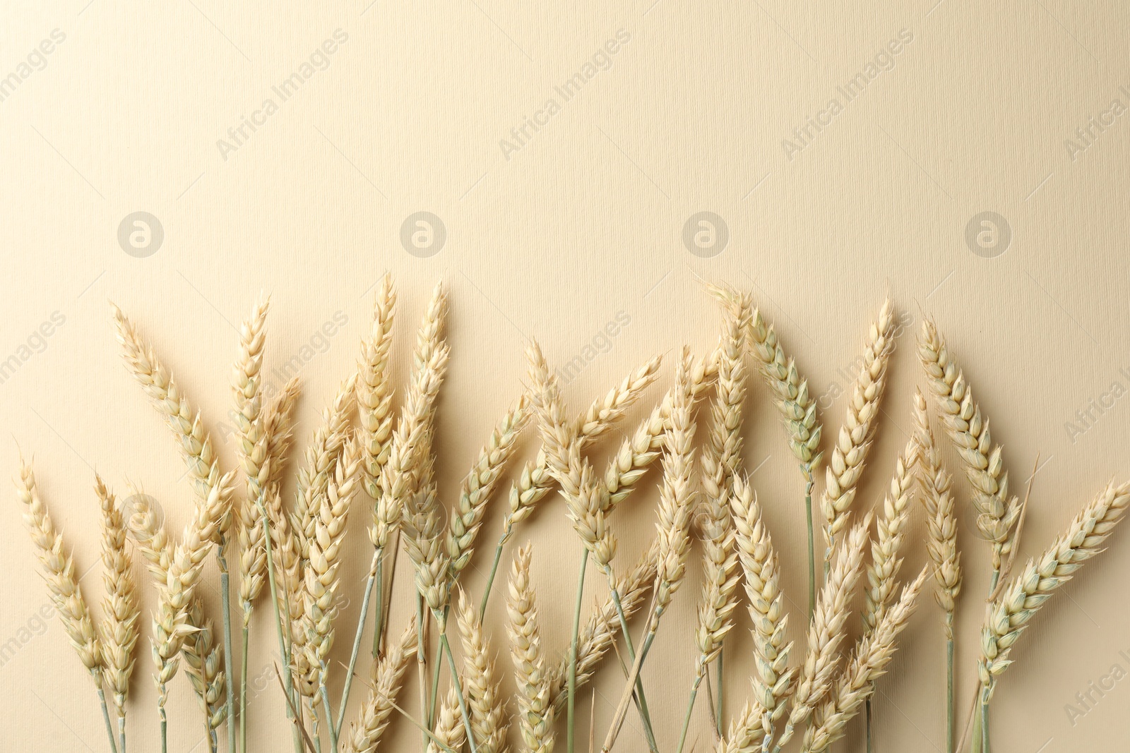 Photo of Many wheat spikes on beige background, flat lay. Space for text
