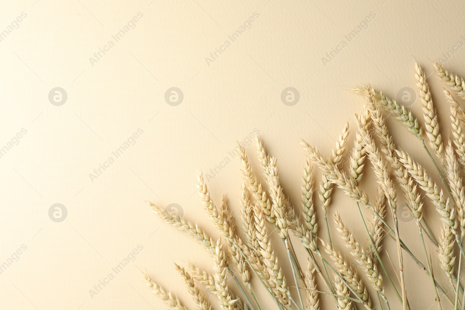 Photo of Many wheat spikes on beige background, flat lay. Space for text