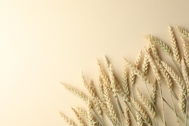 Photo of Many wheat spikes on beige background, flat lay. Space for text