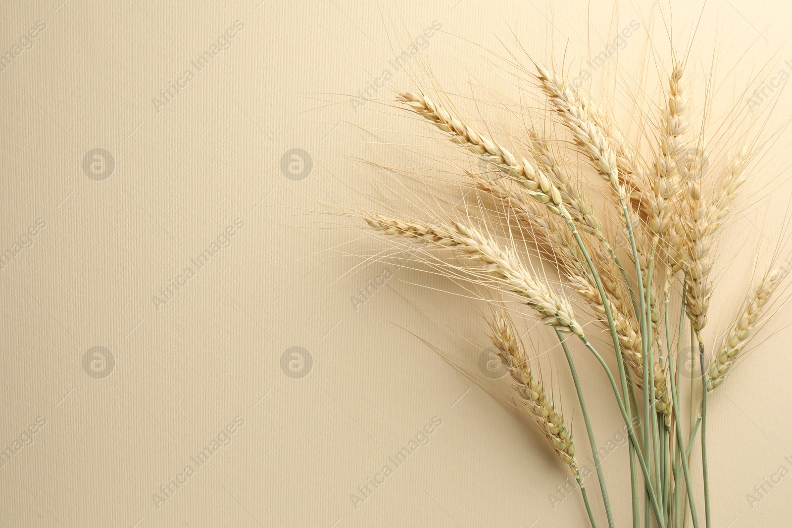 Many wheat spikes on beige background, flat lay. Space for text Photo of Many wheat spikes on beige background, flat lay. Space for text