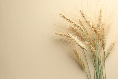 Photo of Many wheat spikes on beige background, flat lay. Space for text