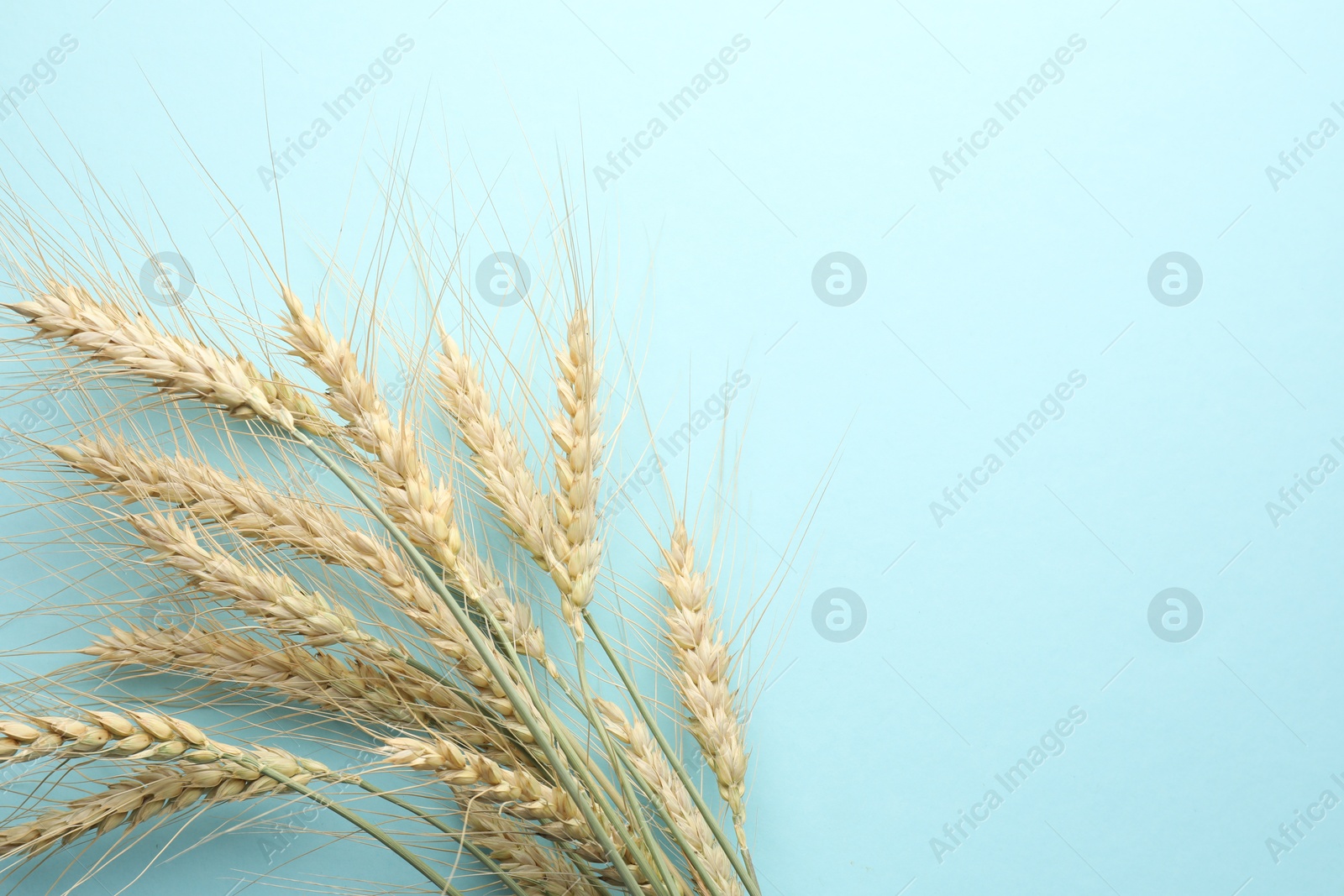 Many wheat spikes on light background, flat lay. Space for text Photo of Many wheat spikes on light background, flat lay. Space for text