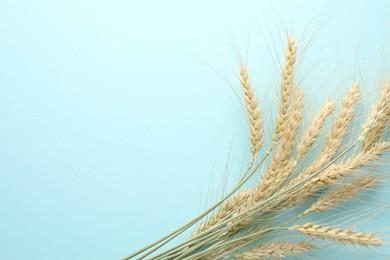 Photo of Many wheat spikes on turquoise background, flat lay. Space for text