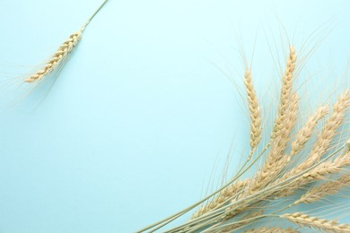 Photo of Many wheat spikes on light background, flat lay. Space for text