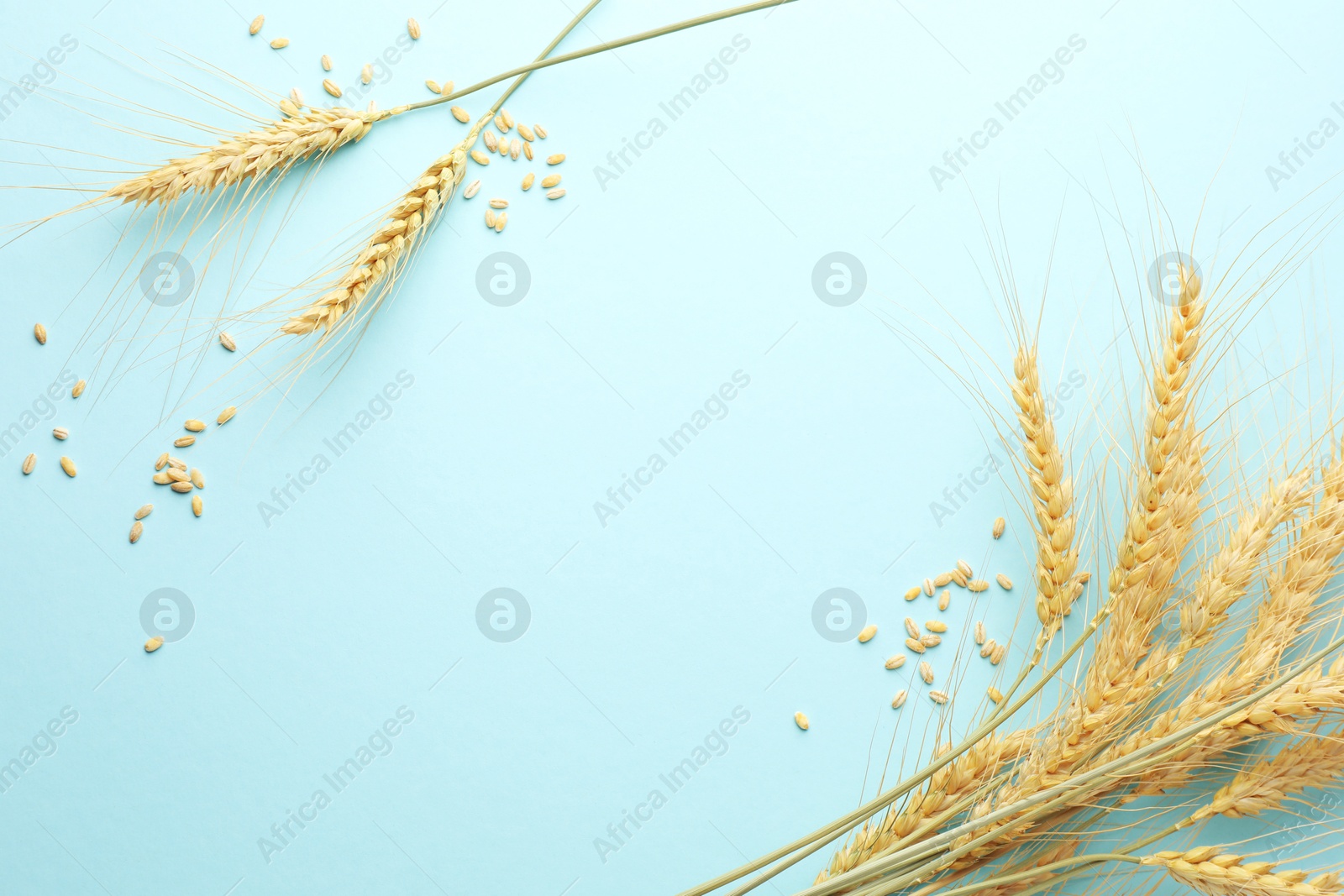 Photo of Many wheat spikes and seeds on light background, flat lay. Space for text