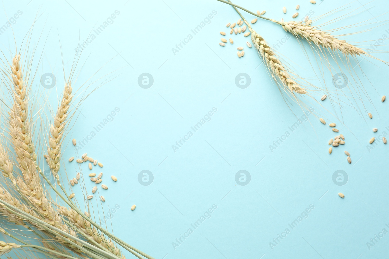 Many wheat spikes and seeds on light background, flat lay. Space for text Photo of Many wheat spikes and seeds on light background, flat lay. Space for text