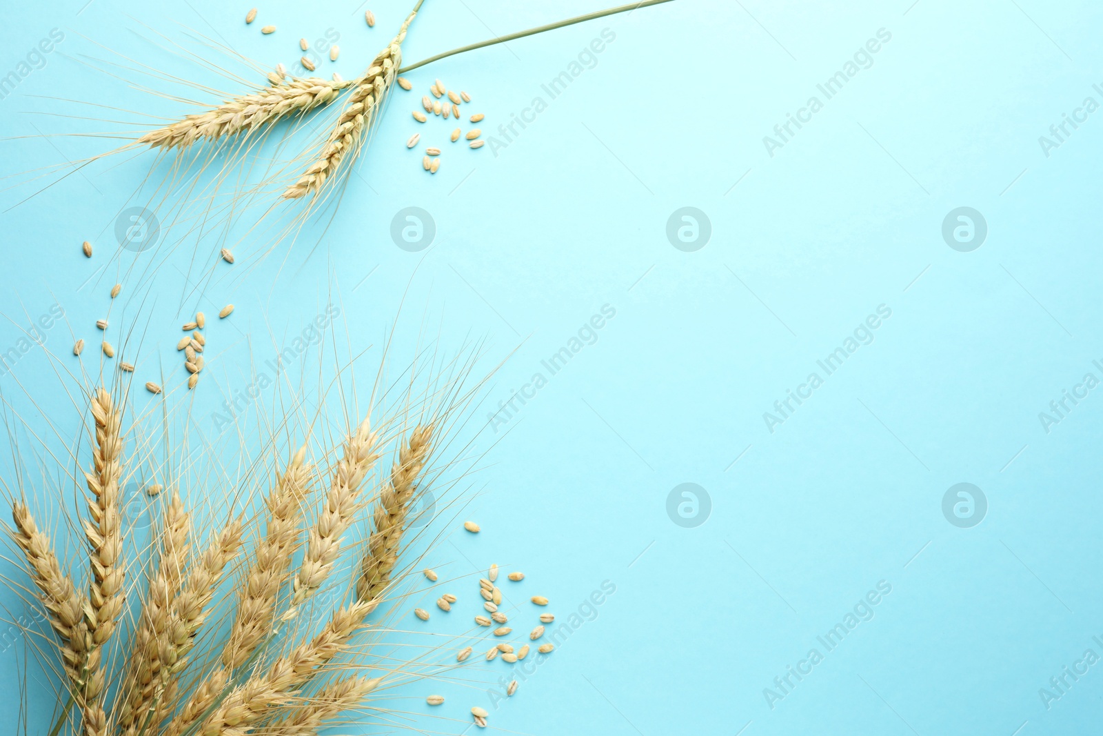 Many wheat spikes and seeds on turquoise background, flat lay. Space for text Photo of Many wheat spikes and seeds on turquoise background, flat lay. Space for text