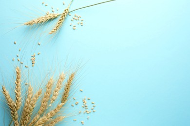 Photo of Many wheat spikes and seeds on turquoise background, flat lay. Space for text
