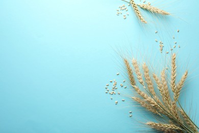 Photo of Many wheat spikes and seeds on turquoise background, flat lay. Space for text