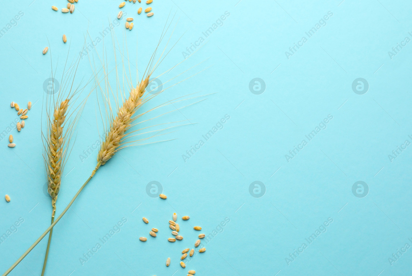 Wheat spikes and seeds on turquoise background, flat lay. Space for text Photo of Wheat spikes and seeds on turquoise background, flat lay. Space for text