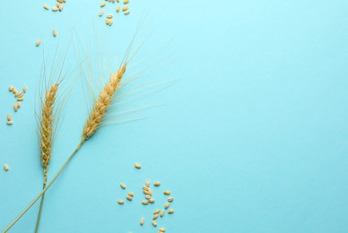 Photo of Wheat spikes and seeds on turquoise background, flat lay. Space for text