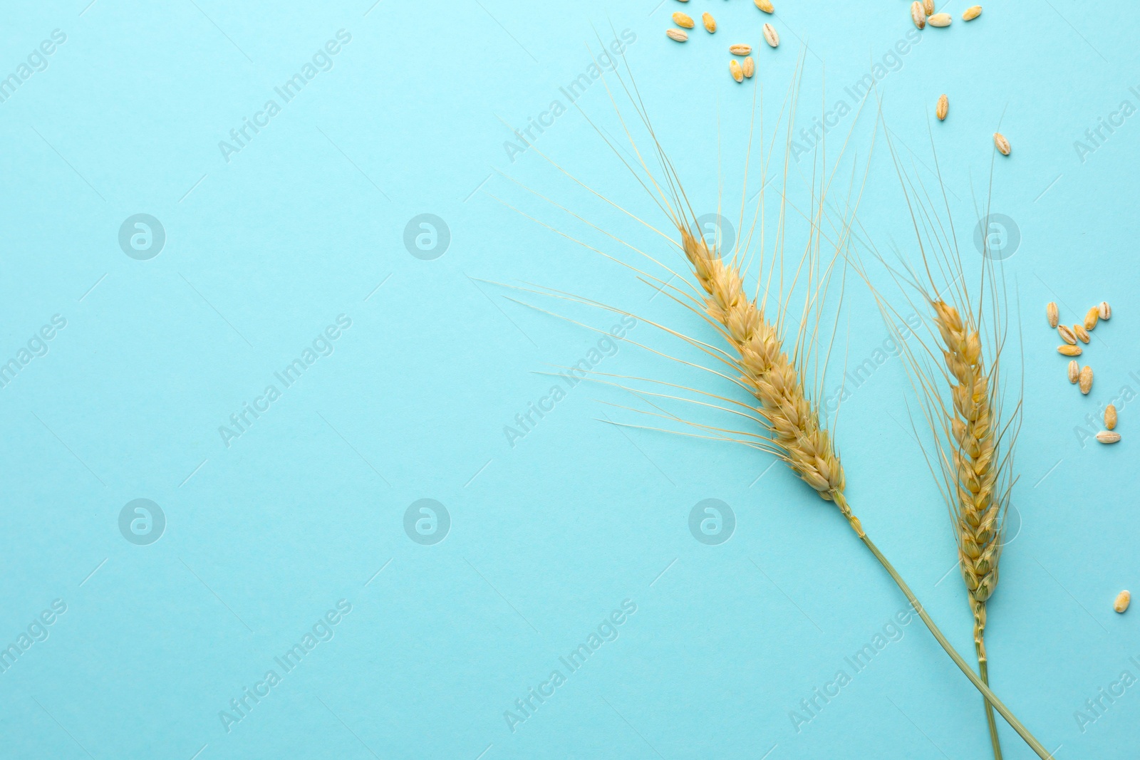 Photo of Wheat spikes and seeds on turquoise background, flat lay. Space for text