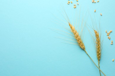 Photo of Wheat spikes and seeds on turquoise background, flat lay. Space for text