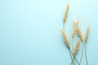 Photo of Many wheat spikes on light turquoise background, flat lay. Space for text