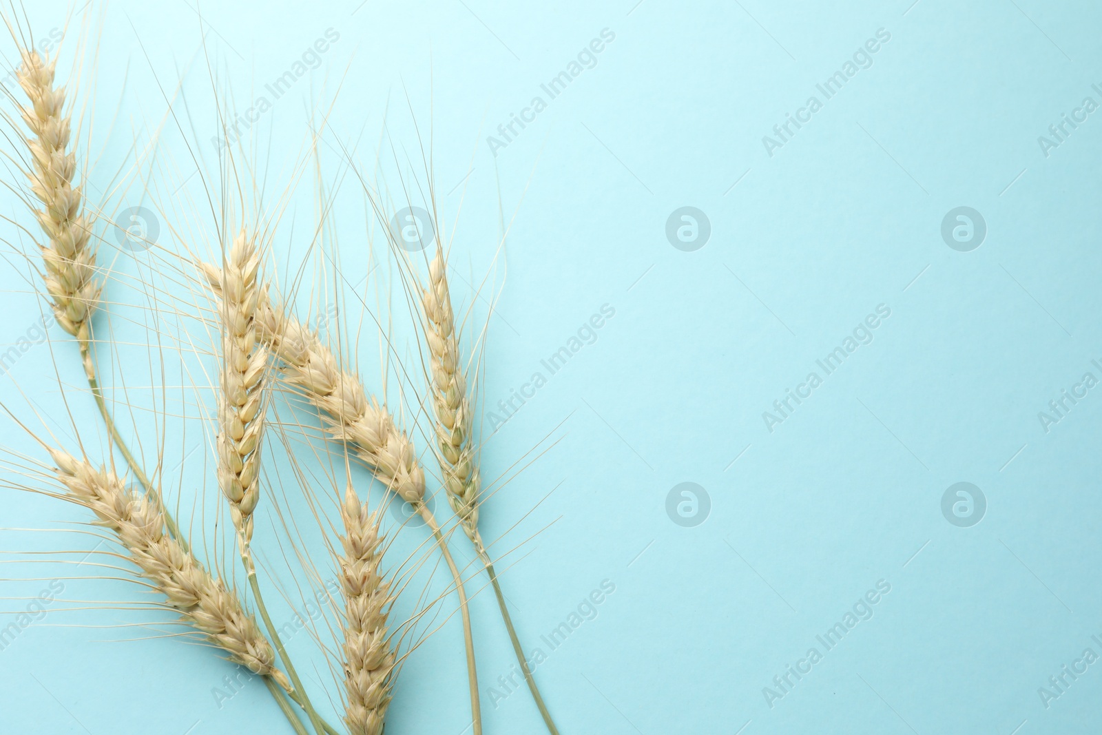 Many wheat spikes on light turquoise background, flat lay. Space for text Photo of Many wheat spikes on light turquoise background, flat lay. Space for text