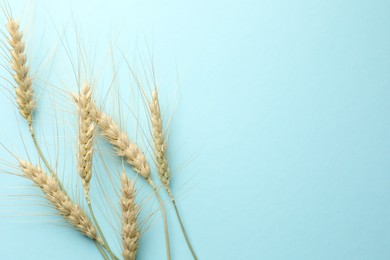 Photo of Many wheat spikes on light turquoise background, flat lay. Space for text