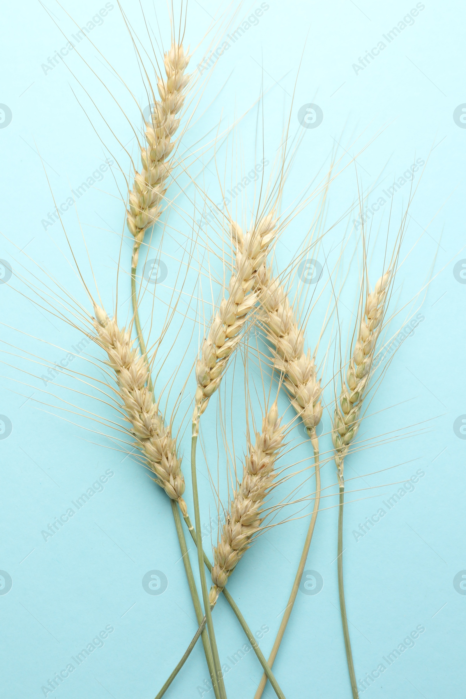 Many wheat spikes on light turquoise background, flat lay Photo of Many wheat spikes on light turquoise background, flat lay