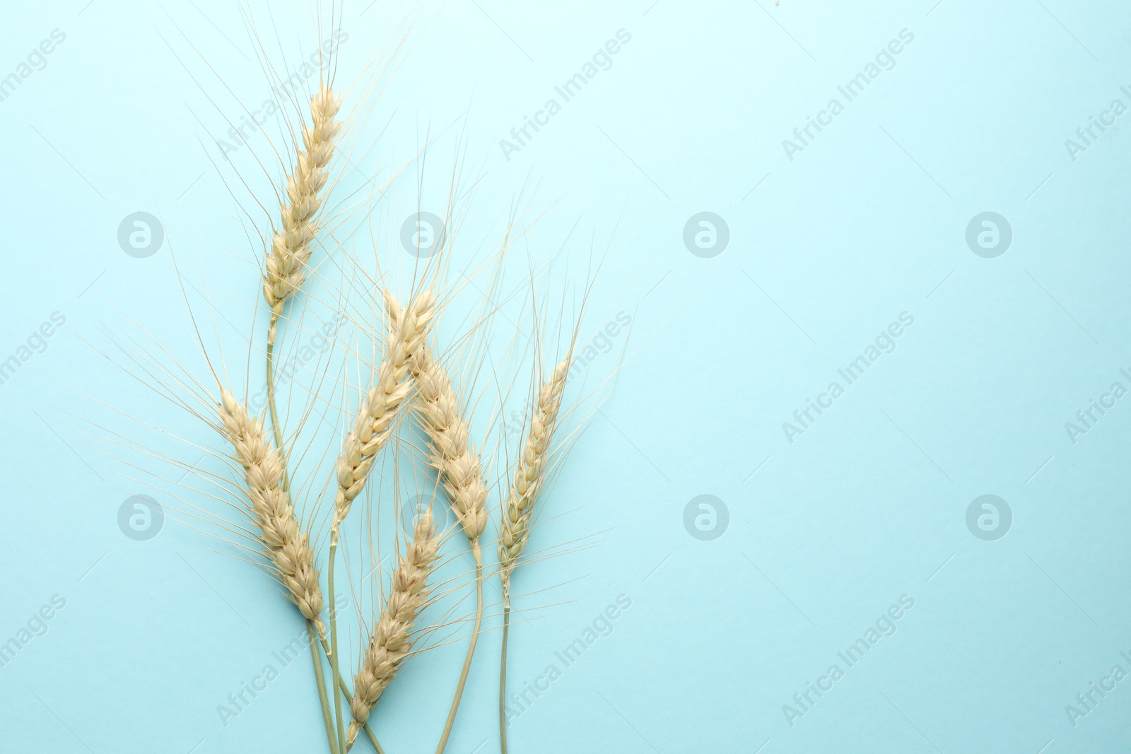 Photo of Many wheat spikes on light turquoise background, flat lay. Space for text
