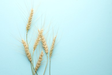 Photo of Many wheat spikes on light turquoise background, flat lay. Space for text