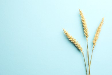 Photo of Many wheat spikes on light turquoise background, flat lay. Space for text