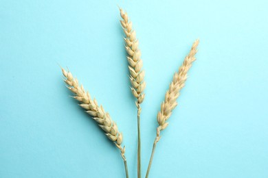 Photo of Wheat spikes on turquoise background, flat lay