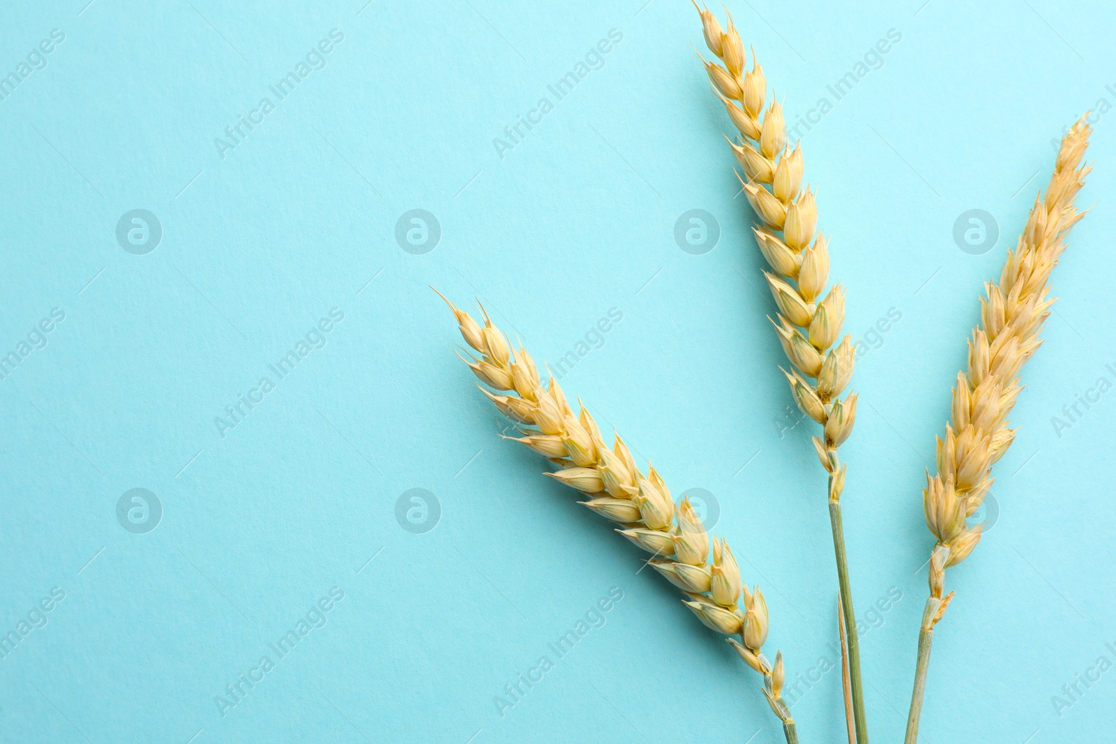 Photo of Wheat spikes on turquoise background, flat lay. Space for text