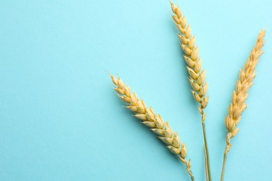 Photo of Wheat spikes on turquoise background, flat lay. Space for text