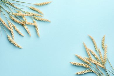 Photo of Many wheat spikes on light turquoise background, flat lay. Space for text