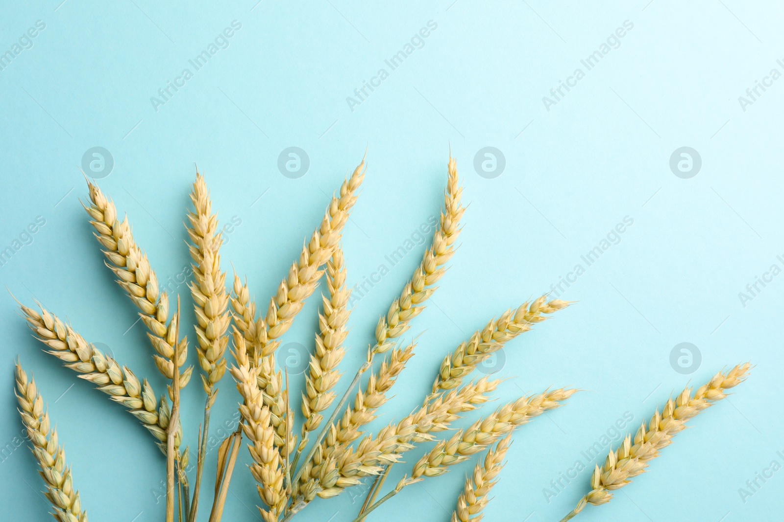 Photo of Many wheat spikes on light turquoise background, flat lay
