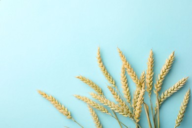 Photo of Many wheat spikes on light turquoise background, flat lay. Space for text