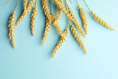 Photo of Many wheat spikes on light turquoise background, flat lay. Space for text